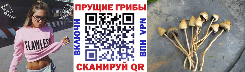 наркотики  Велиж  Галлюциногенные грибы мицелий 